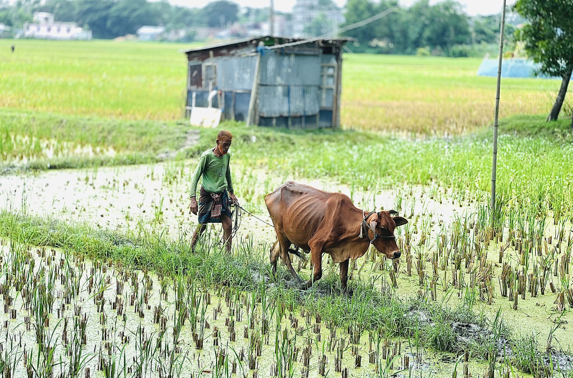 A farmer leading a cow through a flooded paddy field in Bangladesh